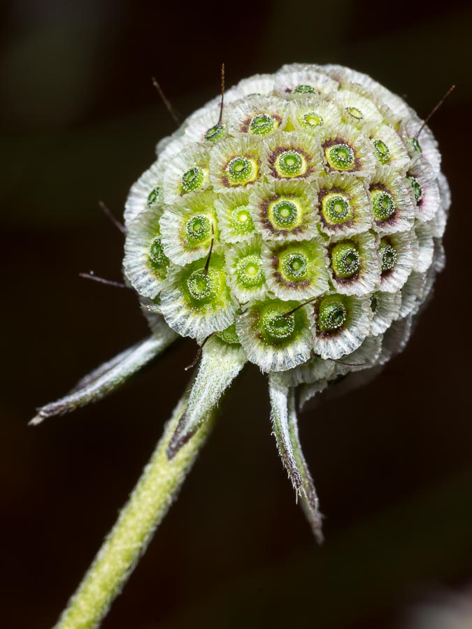 Scabiosa triandra / Vedovina a foglie sottili